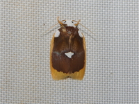 Lobobasis niveimaculata - female  - Bang Lang NP