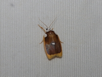 Lobobasis niveimaculata - female  - Doi Sakat