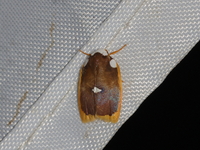 Lobobasis niveimaculata - female  - Doi Hua Mod