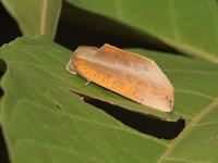 Lobocraspis griseifusa  - Ta Phraya NP