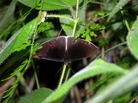 Lygniodes endoleucus  - Phuket