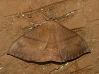 Lygniodes hypoleuca  - Khao Ramrom