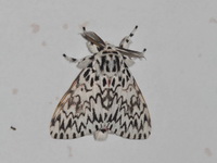 Lymantria singapura - male  - Khao Sok NP