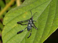 Macrotarsipus albipunctus  - Betong