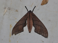 Marumba cristata - ssp titan  - Khao Ramrom