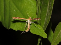 Megalorhipida leucodactylus  - Baan Maka