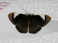Melanothrix nymphaliaria  - Phuket