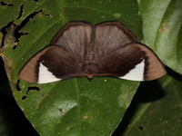 Melanothrix nymphaliaria  - Nai Chong FR
