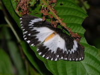 Melanothrix nymphaliaria  - Phuket