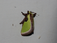 Melinaria pseudorepanda  - Ban Mae Ta Pu