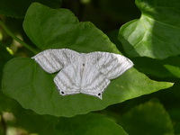 Micronia aculeata  - Phuket