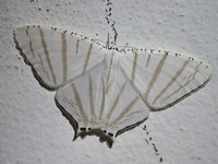 Micronia astheniata  - Bala