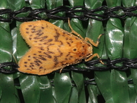 Miltochrista unguifera - male  - Khao Ramrom