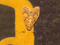 Miltochrista unguifera - male  - Thong Pha Phum NP