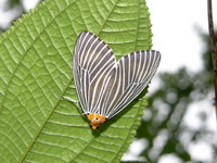 Neochera dominia  - Phuket