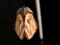 Neopheosia fasciata  - Bang Lang NP