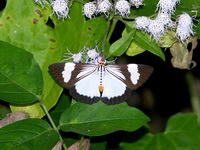 Nyctemera tripunctaria  - Phuket