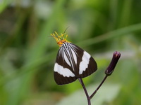 Nyctemera tripunctaria  - Betong