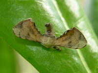 Ocinara bifurcula  - Phuket
