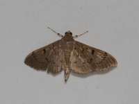 Omiodes tristrialis  - Mae Wong NP