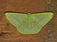 Ornithospila esmeralda  - Khao Ramrom