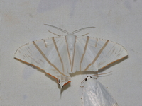 Ourapteryx fulvinervis  - Kaeng Krachan NP