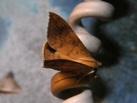 Oxyodes scrobiculata  - Phuket