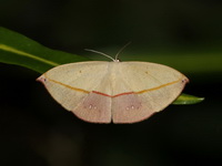 Paradecetia albistellaria  - Taksin Maharat NP