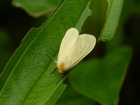 Pareuchaetes pseudoinsulata  - Phuket