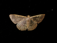 Peratophyga crista  - Doi Tung