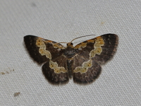 Peratophyga flavomaculata  - Mae Wong NP