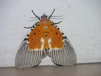 Peridrome orbicularis - female  - Phuket