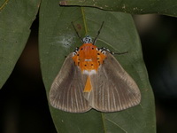 Peridrome orbicularis - male  - Phu Langka NP