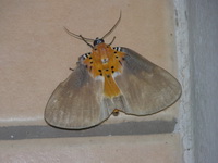 Peridrome orbicularis - male  - Phuket
