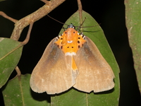 Peridrome orbicularis - male  - Baan Maka