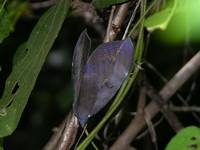 Phyllodes consobrina  - Phuket