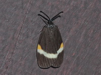 Pidorus albifascia  - Phu Kradueng NP
