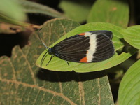 Pidorus albifascia  - Doi Chang
