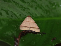 Plecoptera recta  - Khao Ramrom