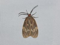 Prosopandrophila mirifica  - Baan Maka