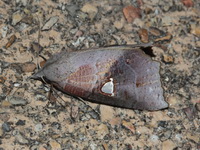 Pterogonia cardinalis - female  - Khao Ramrom