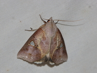 Pterogonia cardinalis - female  - Kaeng Krachan NP