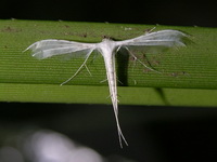 Pterophorus lacteipennis  - Khao Pra Bang Khram WS