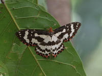 Pterothysanus laticilia  - Ubon Ratchathani
