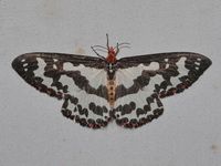 Pterothysanus laticilia  - Baan Maka