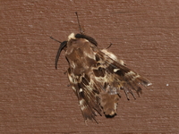 Pyrosis rotundipennis  - Taksin Maharat NP