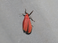 Rubrindiania cardinalis  - Bo Kluea