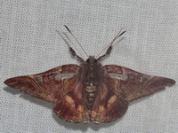 Saigonita paradoxa - male  - Kaeng Krachan NP