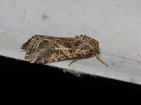 Spodoptera litura  - Baan Maka