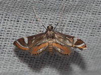 Strepsinoma croesusalis  - Phuket